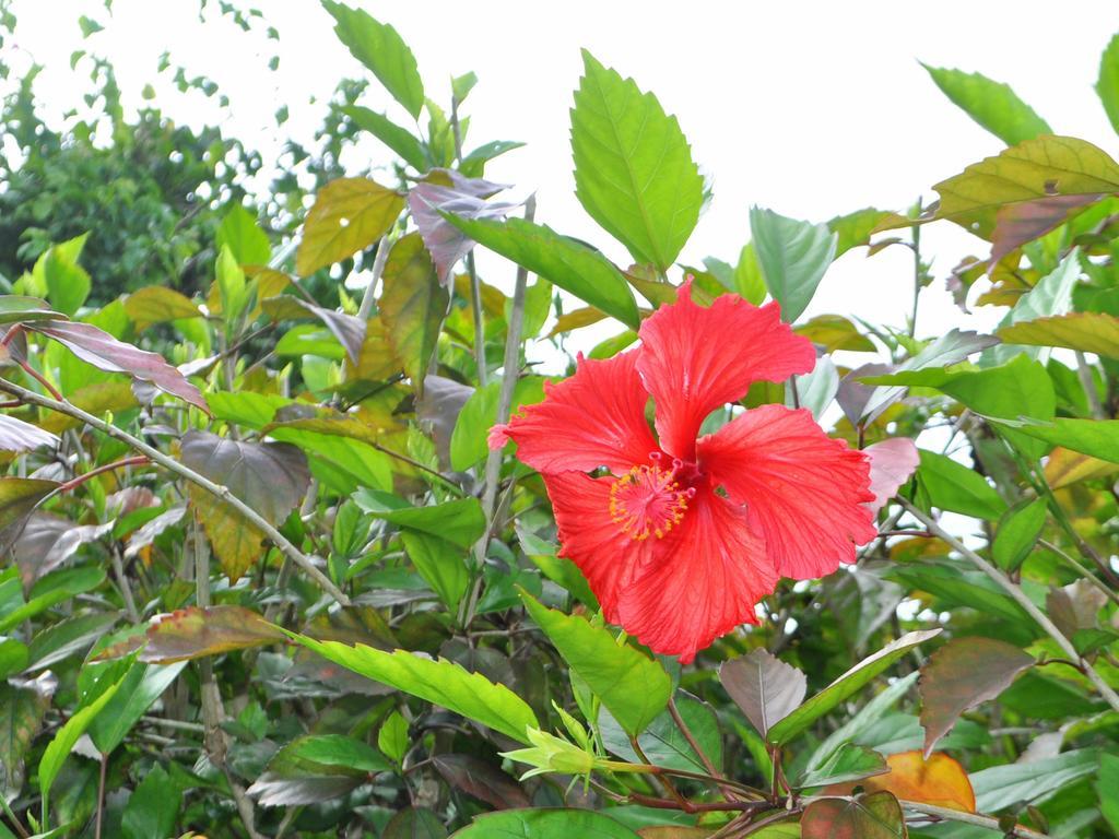 ホテル Nakijin No Yado Hibiscus エクステリア 写真